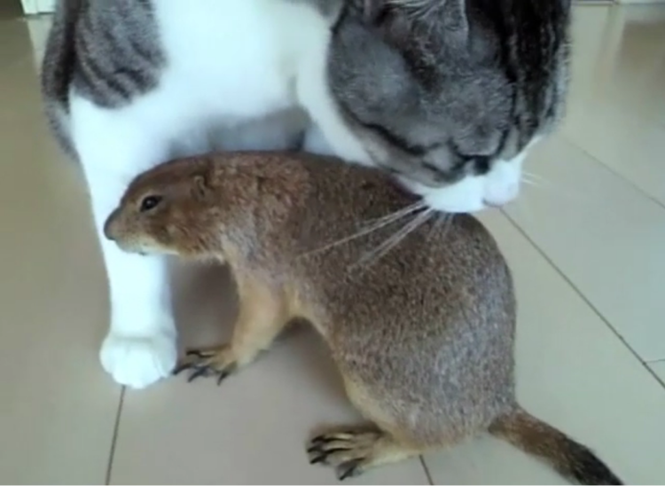動物,犬,猫,しつけ,飼い方,育て方,病気,健康