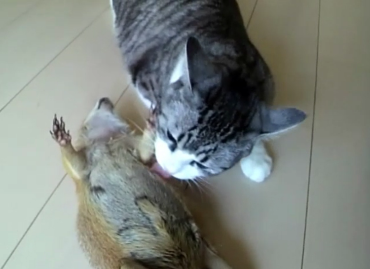 動物,犬,猫,しつけ,飼い方,育て方,病気,健康
