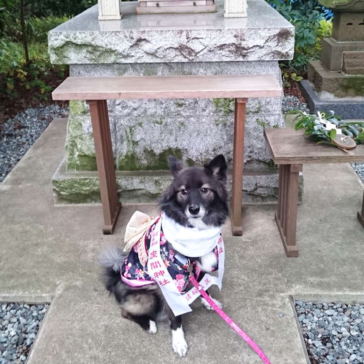 動物,犬,猫,しつけ,飼い方,育て方,病気,健康