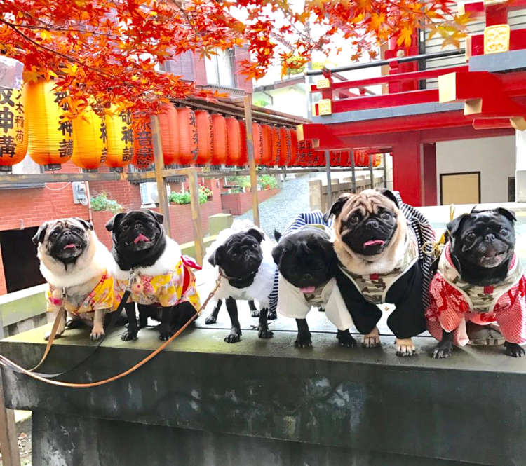ワンコの健やかな成長を願って! 神社に「犬の七五三参り」に行こう