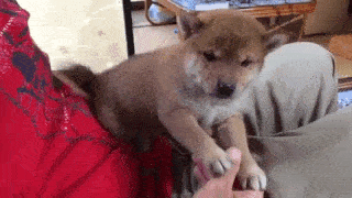 動物,犬,猫,しつけ,飼い方,育て方,病気,健康