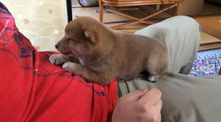 動物,犬,猫,しつけ,飼い方,育て方,病気,健康