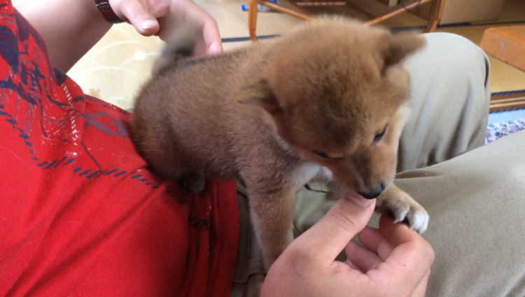 動物,犬,猫,しつけ,飼い方,育て方,病気,健康