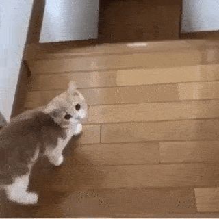 動物,犬,猫,しつけ,飼い方,育て方,病気,健康