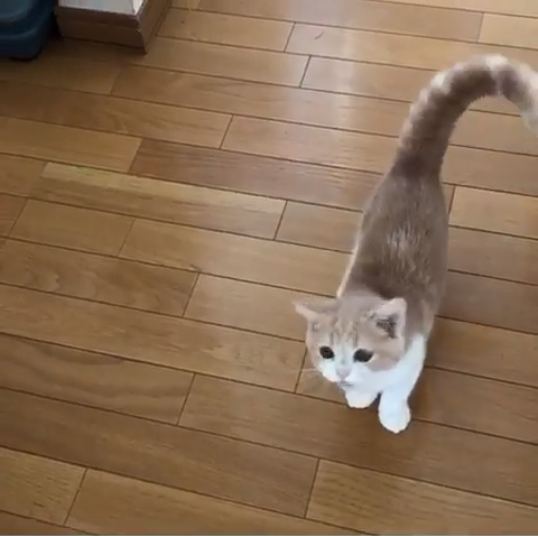 動物,犬,猫,しつけ,飼い方,育て方,病気,健康