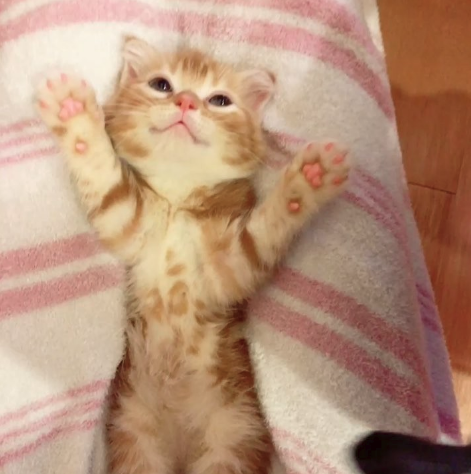 動物,犬,猫,しつけ,飼い方,育て方,病気,健康