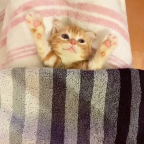 動物,犬,猫,しつけ,飼い方,育て方,病気,健康
