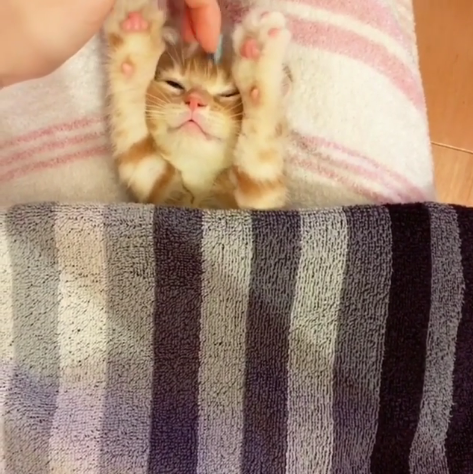 動物,犬,猫,しつけ,飼い方,育て方,病気,健康