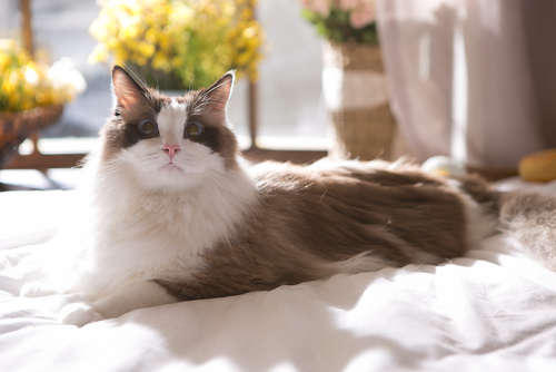動物,犬,猫,しつけ,飼い方,育て方,病気,健康