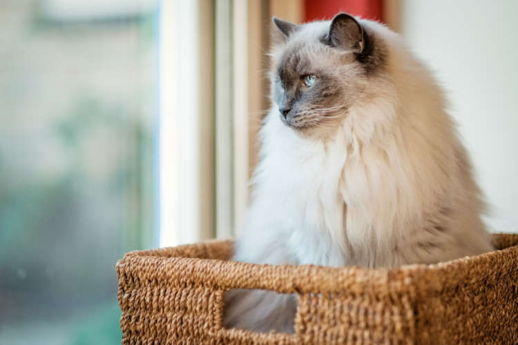 抱っこが大好きな猫、ラグドールの里親になるには