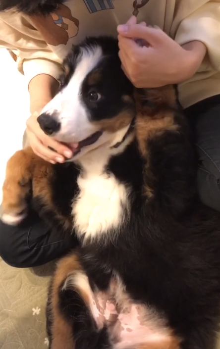 動物,犬,猫,しつけ,飼い方,育て方,病気,健康