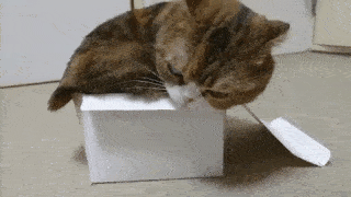 動物,犬,猫,しつけ,飼い方,育て方,病気,健康