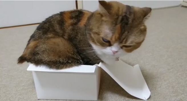 動物,犬,猫,しつけ,飼い方,育て方,病気,健康