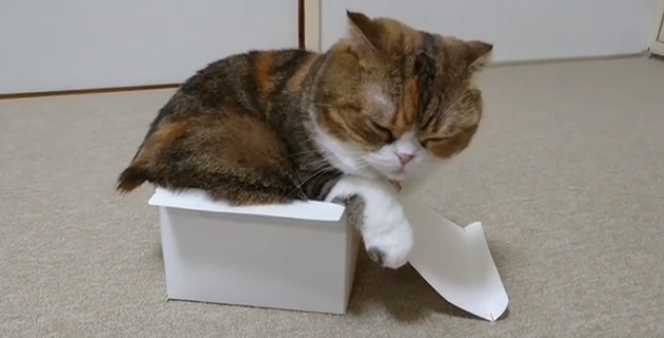 動物,犬,猫,しつけ,飼い方,育て方,病気,健康