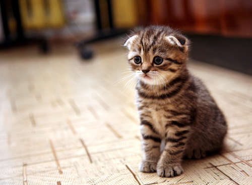 動物,犬,猫,しつけ,飼い方,育て方,病気,健康