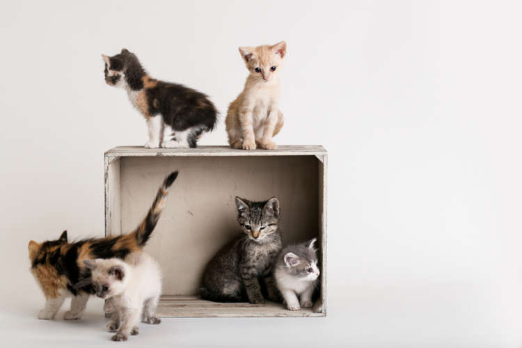 動物,犬,猫,しつけ,飼い方,育て方,病気,健康