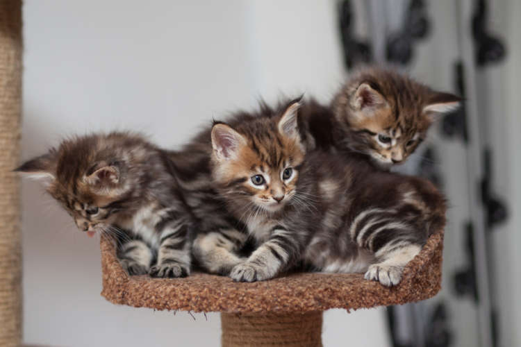 動物,犬,猫,しつけ,飼い方,育て方,病気,健康