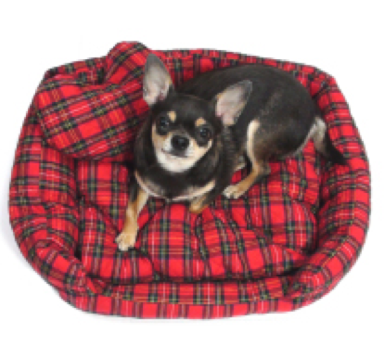 動物,犬,猫,しつけ,飼い方,育て方,病気,健康