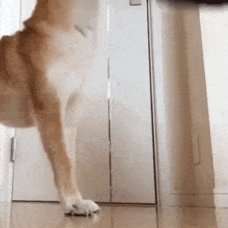 動物,犬,猫,しつけ,飼い方,育て方,病気,健康