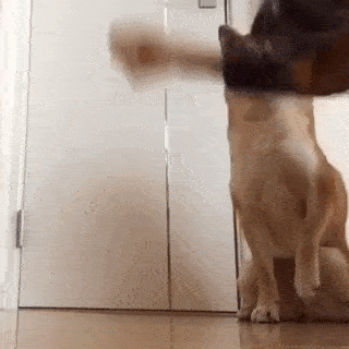 動物,犬,猫,しつけ,飼い方,育て方,病気,健康
