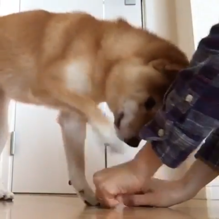 動物,犬,猫,しつけ,飼い方,育て方,病気,健康