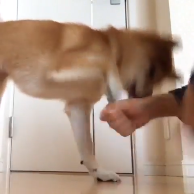動物,犬,猫,しつけ,飼い方,育て方,病気,健康