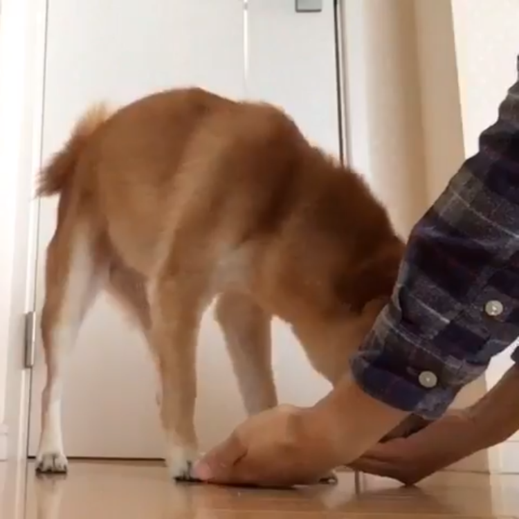 動物,犬,猫,しつけ,飼い方,育て方,病気,健康