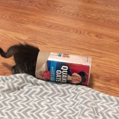 動物,犬,猫,しつけ,飼い方,育て方,病気,健康