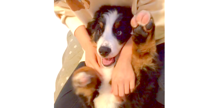 飼い主さんの膝の上で、お腹丸出しな子バーニーズ♡ コロコロ変わる『甘えん坊な表情』がかわいすぎた!