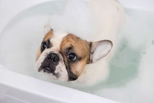 動物,犬,猫,しつけ,飼い方,育て方,病気,健康