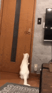 動物,犬,猫,しつけ,飼い方,育て方,病気,健康