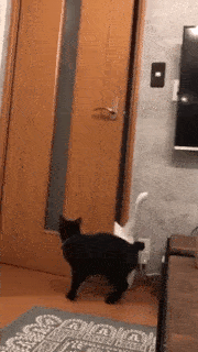 動物,犬,猫,しつけ,飼い方,育て方,病気,健康