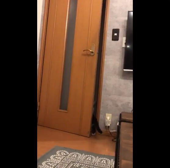 動物,犬,猫,しつけ,飼い方,育て方,病気,健康