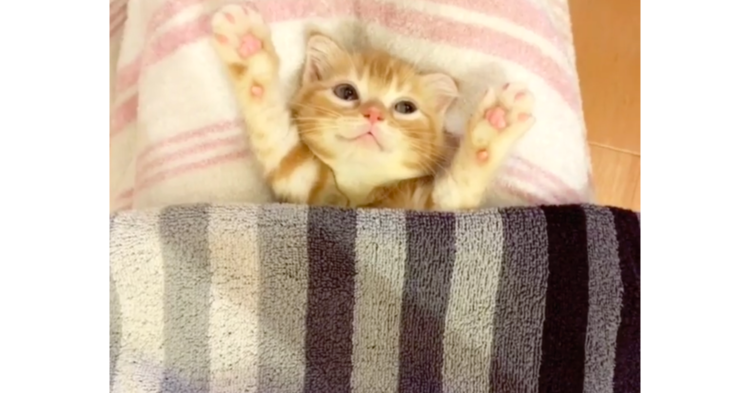 子猫のお腹に布団をかけた →『ポカポカだにゃ〜♡』幸せそうな反応を見せてくれた♡(13秒)