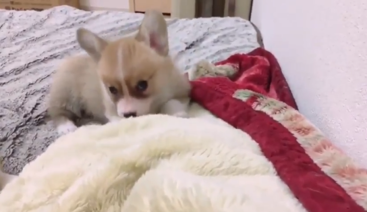 動物,犬,猫,しつけ,飼い方,育て方,病気,健康
