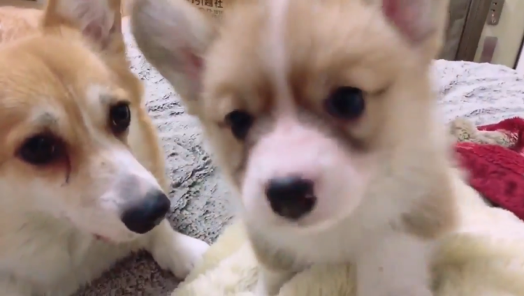 動物,犬,猫,しつけ,飼い方,育て方,病気,健康