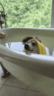 動物,犬,猫,しつけ,飼い方,育て方,病気,健康
