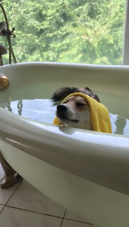 動物,犬,猫,しつけ,飼い方,育て方,病気,健康