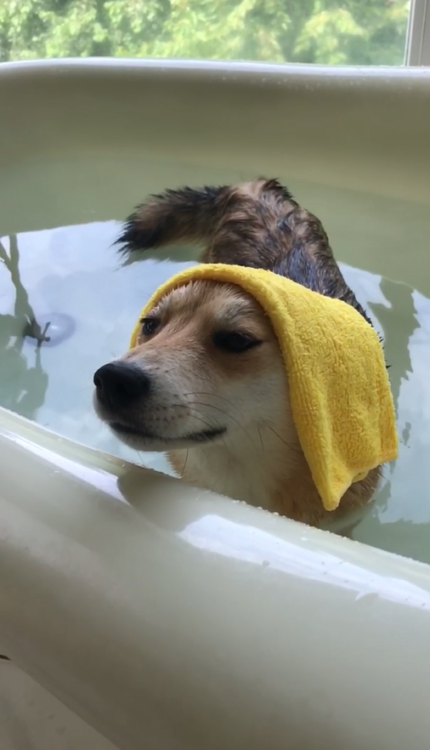 動物,犬,猫,しつけ,飼い方,育て方,病気,健康