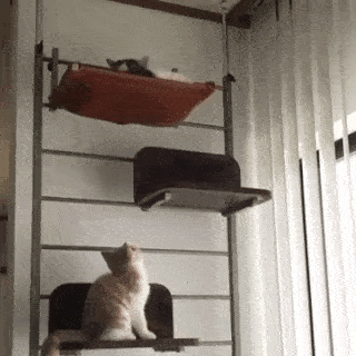 動物,犬,猫,しつけ,飼い方,育て方,病気,健康