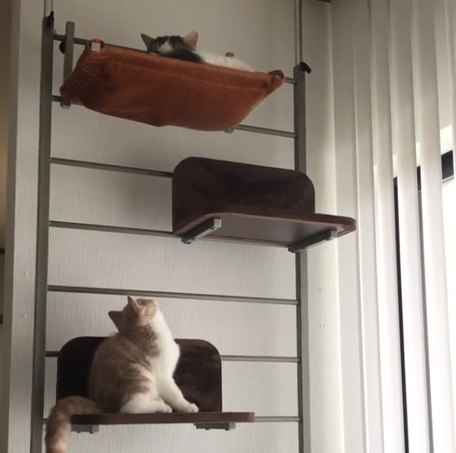 動物,犬,猫,しつけ,飼い方,育て方,病気,健康