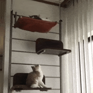 動物,犬,猫,しつけ,飼い方,育て方,病気,健康