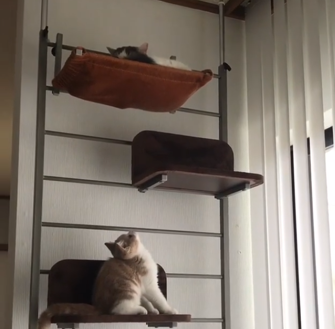 動物,犬,猫,しつけ,飼い方,育て方,病気,健康