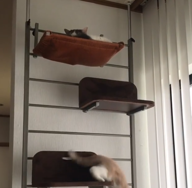 動物,犬,猫,しつけ,飼い方,育て方,病気,健康