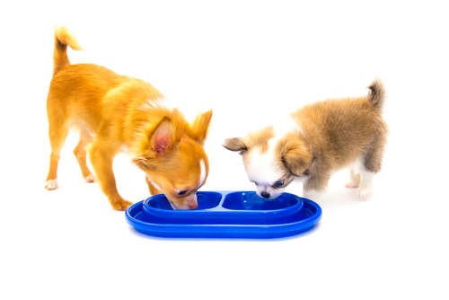 動物,犬,猫,しつけ,飼い方,育て方,病気,健康