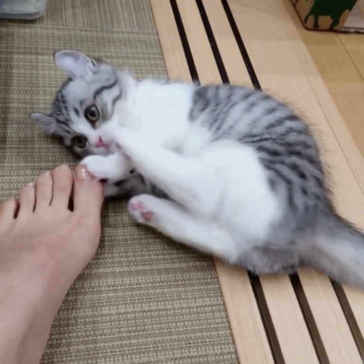 動物,犬,猫,しつけ,飼い方,育て方,病気,健康