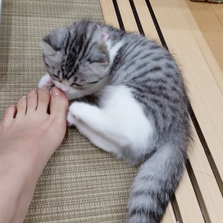 動物,犬,猫,しつけ,飼い方,育て方,病気,健康