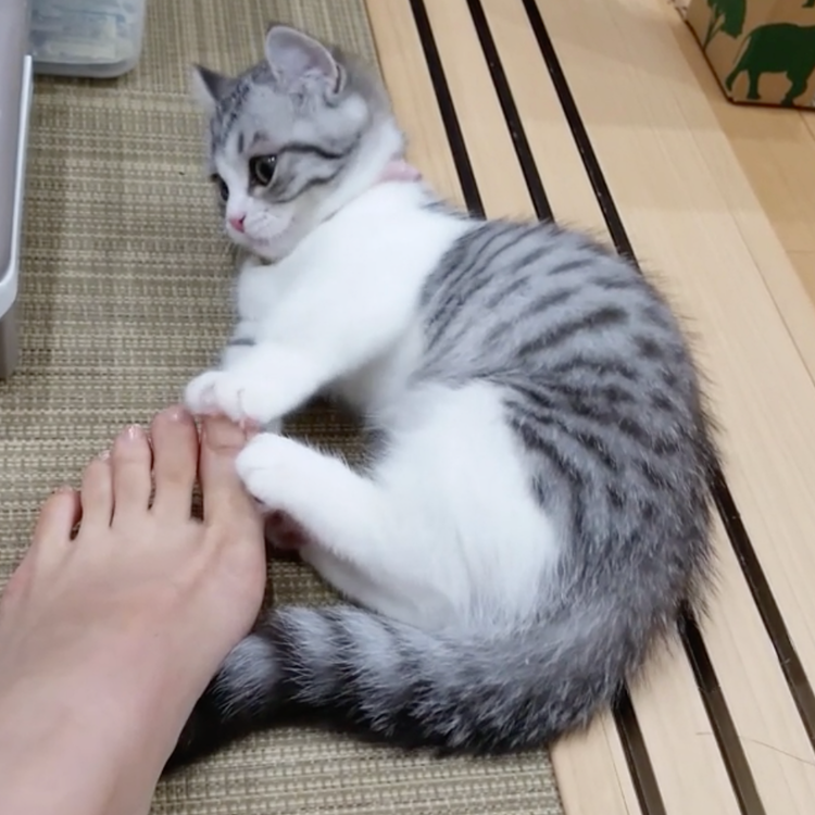 動物,犬,猫,しつけ,飼い方,育て方,病気,健康