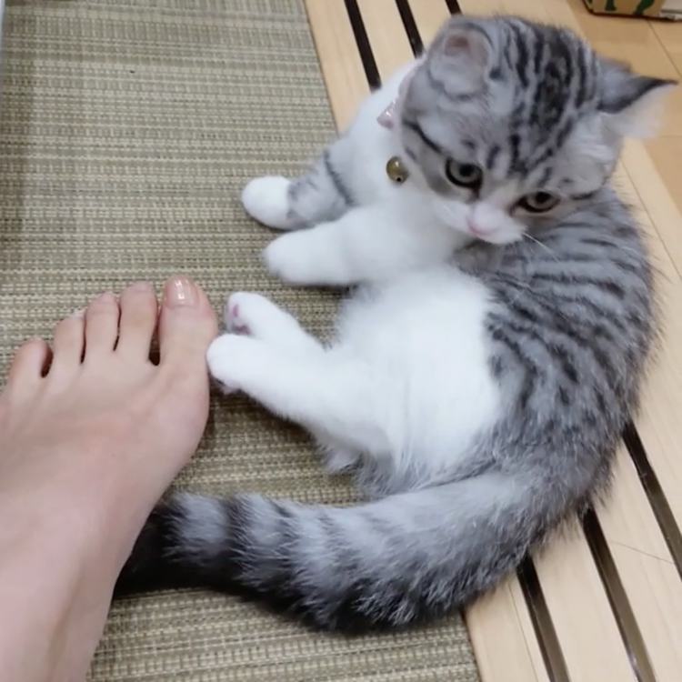 動物,犬,猫,しつけ,飼い方,育て方,病気,健康