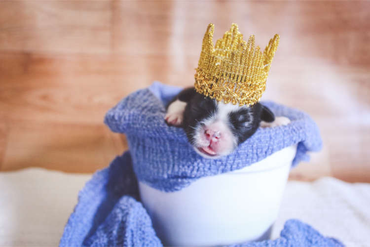 動物,犬,猫,しつけ,飼い方,育て方,病気,健康